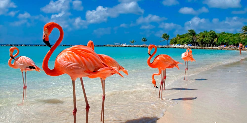 Экзотический отдых на берегу